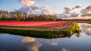 Preview wallpaper field, flowers, lake, landscape