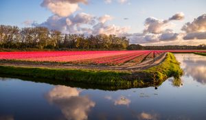 Preview wallpaper field, flowers, lake, landscape