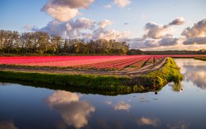 Preview wallpaper field, flowers, lake, landscape