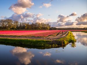 Preview wallpaper field, flowers, lake, landscape