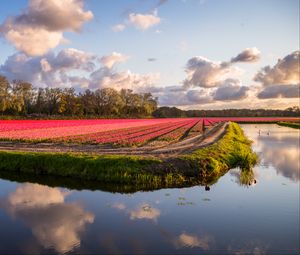 Preview wallpaper field, flowers, lake, landscape