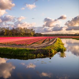 Preview wallpaper field, flowers, lake, landscape