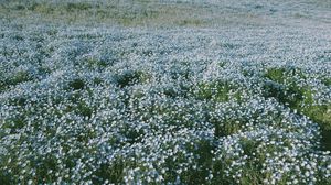 Preview wallpaper field, flowers, landscape, nature