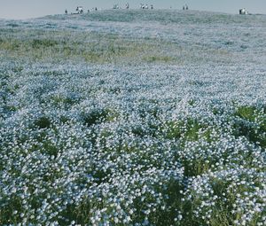 Preview wallpaper field, flowers, landscape, nature