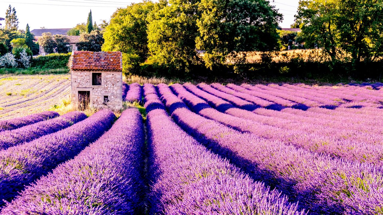 Wallpaper field, flowers, lilac, drome, france