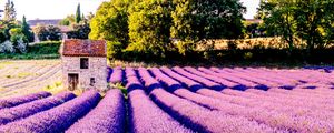 Preview wallpaper field, flowers, lilac, drome, france