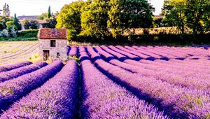 Preview wallpaper field, flowers, lilac, drome, france