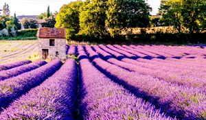 Preview wallpaper field, flowers, lilac, drome, france