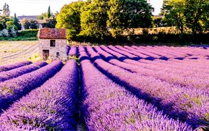 Preview wallpaper field, flowers, lilac, drome, france