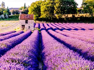 Preview wallpaper field, flowers, lilac, drome, france