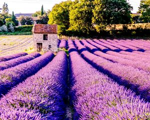 Preview wallpaper field, flowers, lilac, drome, france