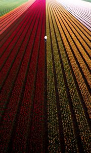 Preview wallpaper field, flowers, man, aerial view