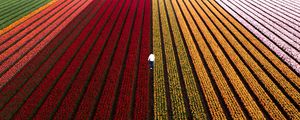 Preview wallpaper field, flowers, man, aerial view