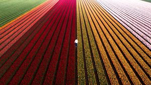 Preview wallpaper field, flowers, man, aerial view