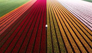 Preview wallpaper field, flowers, man, aerial view