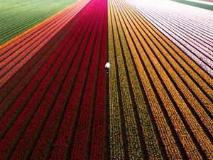 Preview wallpaper field, flowers, man, aerial view