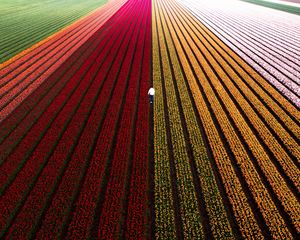 Preview wallpaper field, flowers, man, aerial view