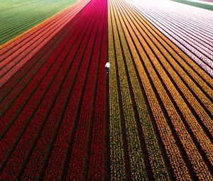 Preview wallpaper field, flowers, man, aerial view