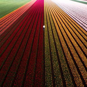 Preview wallpaper field, flowers, man, aerial view