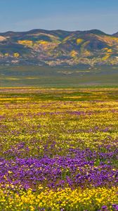 Preview wallpaper field, flowers, mountains, nature, landscape