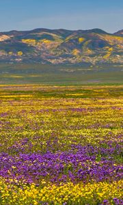 Preview wallpaper field, flowers, mountains, nature, landscape