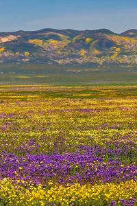 Preview wallpaper field, flowers, mountains, nature, landscape