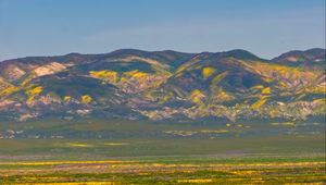 Preview wallpaper field, flowers, mountains, nature, landscape