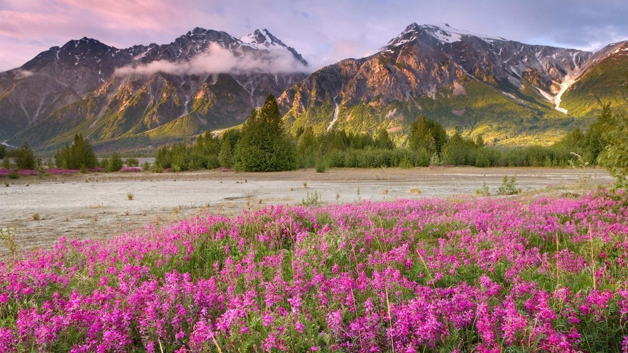 Wallpaper field, flowers, mountains, grass