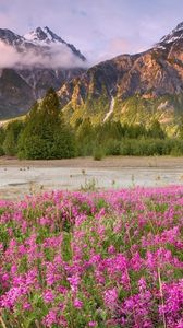 Preview wallpaper field, flowers, mountains, grass