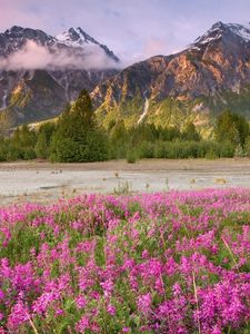 Preview wallpaper field, flowers, mountains, grass