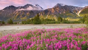 Preview wallpaper field, flowers, mountains, grass