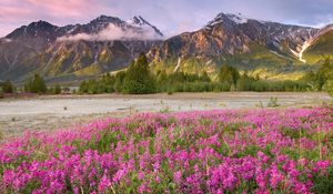 Preview wallpaper field, flowers, mountains, grass