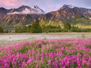 Preview wallpaper field, flowers, mountains, grass