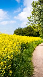 Preview wallpaper field, flowers, path, nature, landscape