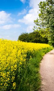 Preview wallpaper field, flowers, path, nature, landscape