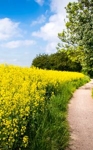 Preview wallpaper field, flowers, path, nature, landscape
