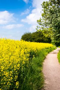 Preview wallpaper field, flowers, path, nature, landscape