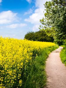 Preview wallpaper field, flowers, path, nature, landscape