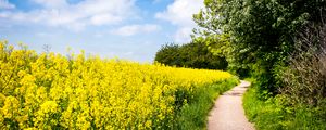 Preview wallpaper field, flowers, path, nature, landscape