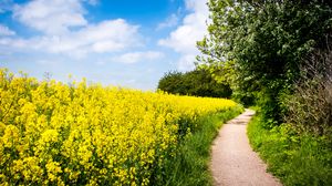 Preview wallpaper field, flowers, path, nature, landscape