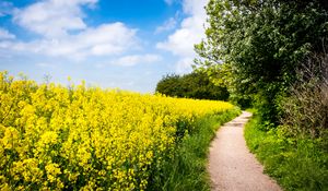 Preview wallpaper field, flowers, path, nature, landscape