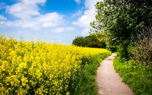 Preview wallpaper field, flowers, path, nature, landscape