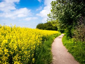 Preview wallpaper field, flowers, path, nature, landscape