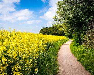 Preview wallpaper field, flowers, path, nature, landscape