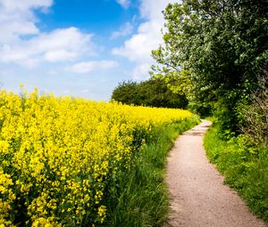 Preview wallpaper field, flowers, path, nature, landscape