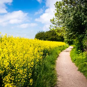 Preview wallpaper field, flowers, path, nature, landscape