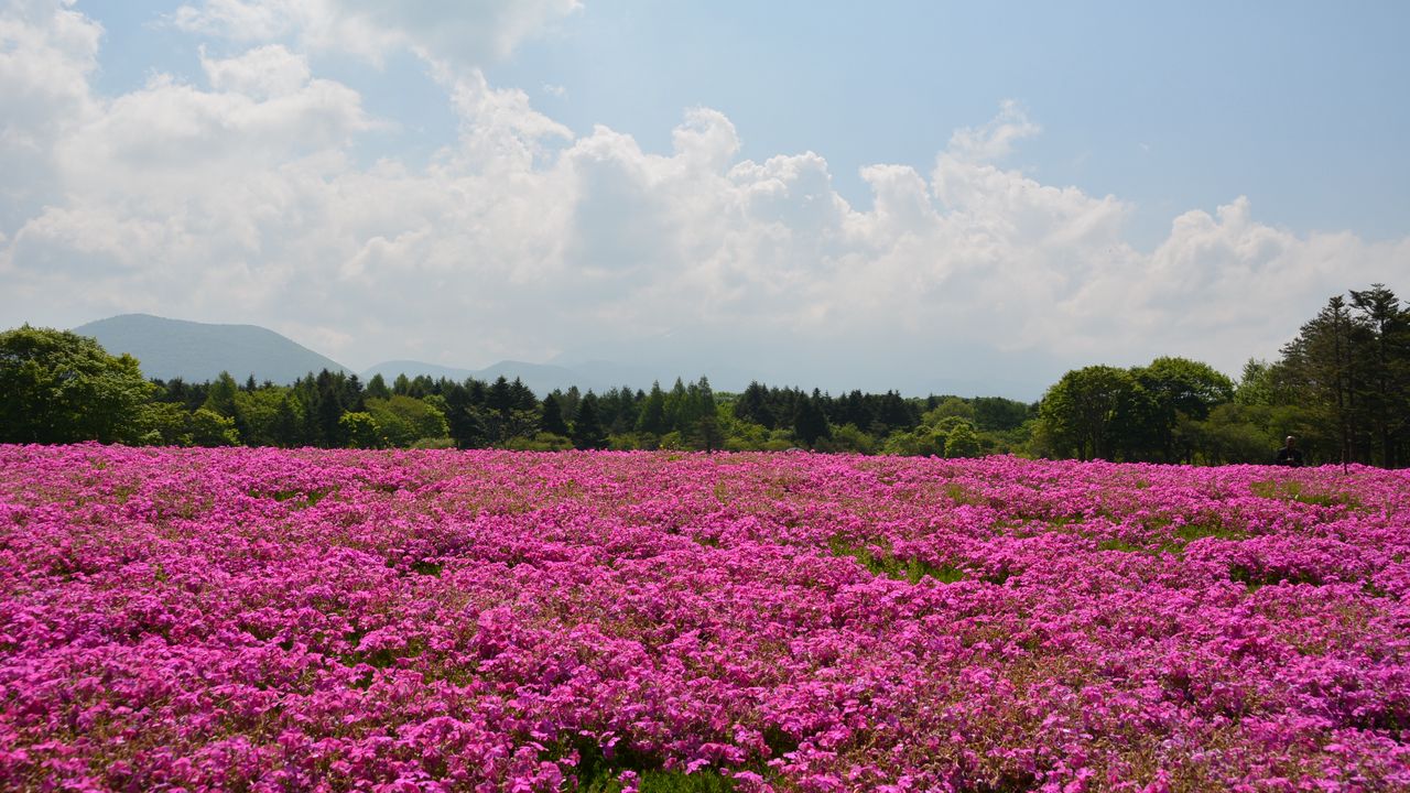 Wallpaper field, flowers, pink, summer