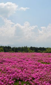 Preview wallpaper field, flowers, pink, summer