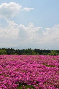 Preview wallpaper field, flowers, pink, summer