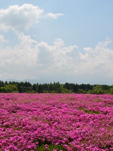 Preview wallpaper field, flowers, pink, summer